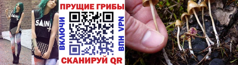 Псилоцибиновые грибы Psilocybine cubensis  Дудинка 
